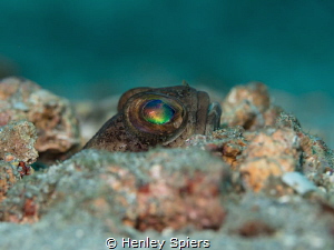 Dusky Jawfish peeks out of his burrow by Henley Spiers 